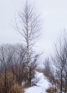 冬季景观与树木和雪