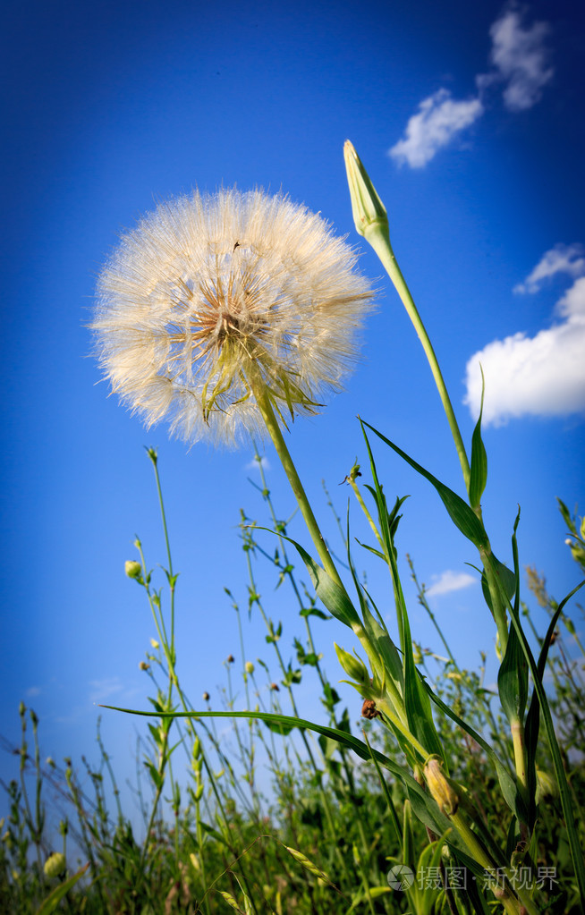 夏天草原上的蒲公英照片-正版商用图片1iakx8-摄图新视界