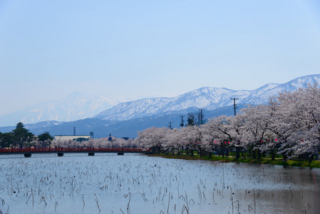樱花，Takanda 公园