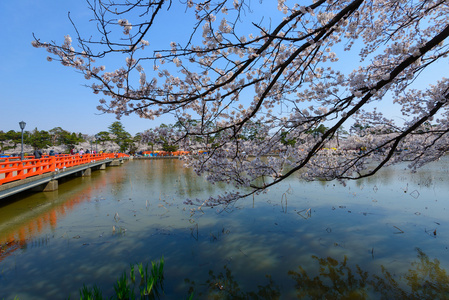 樱花，高田公园