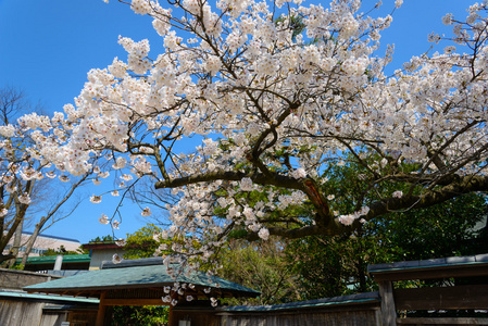 樱花