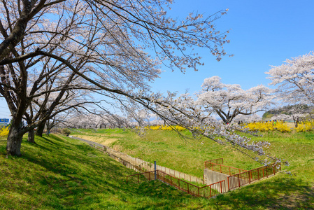 樱花，Shiroishigawa 堤 sembonzakura