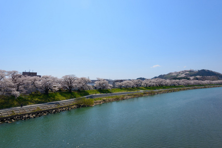 樱花，Shiroishigawa 堤 sembonzakura