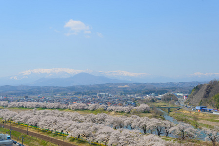 樱花，Shiroishigawa 堤 sembonzakura