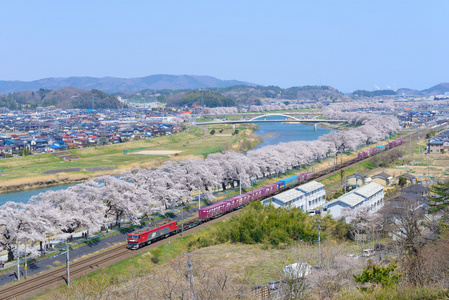 樱花，Shiroishigawa 堤 sembonzakura