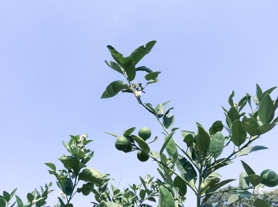 柠檬树与蓝蓝的天空