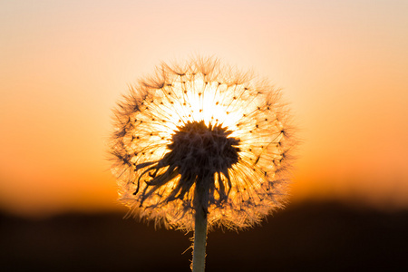 蒲公英在草地上红色夕阳