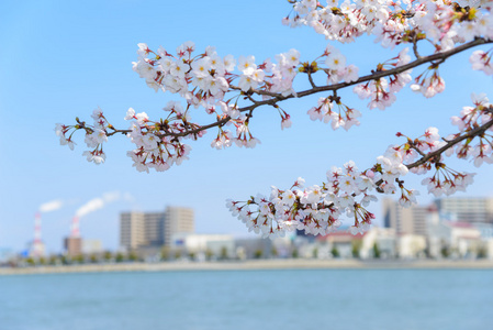 樱花和河