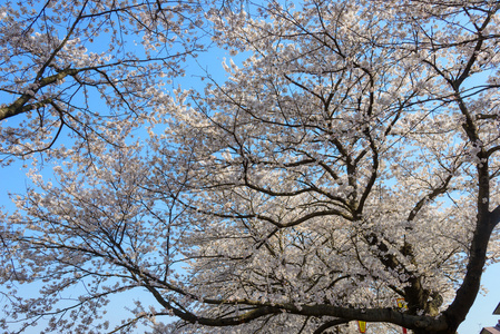 樱花