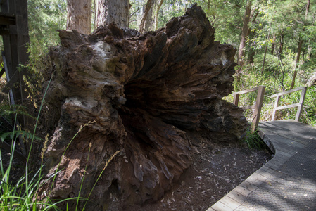 沃尔波附近古人谷的一棵倒下的大树