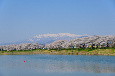 樱花，Shiroishigawa 堤 sembonzakura