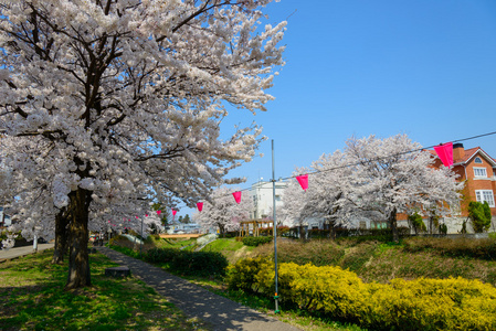 樱花