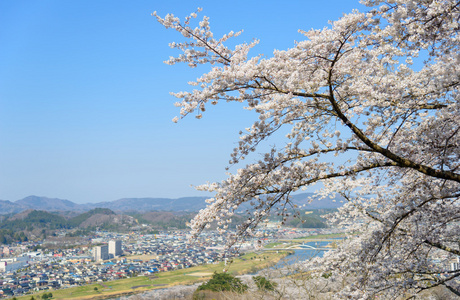 樱花，船冈城堡公园