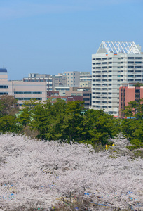 樱花