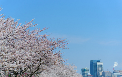 樱花，信浓川 Yasuragi 堤公园