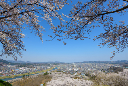 樱花，船冈城堡公园