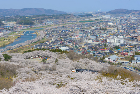 樱花，船冈城堡公园