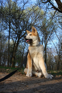 秋田 inu 小狗