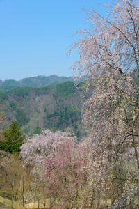 在公园里的花