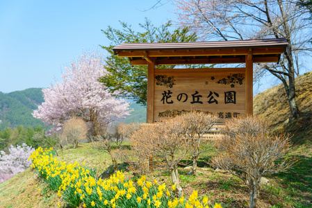 在公园里的花