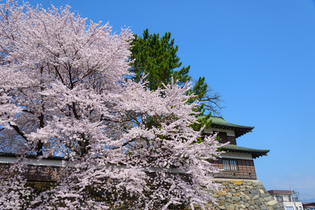 在高岛公园樱花