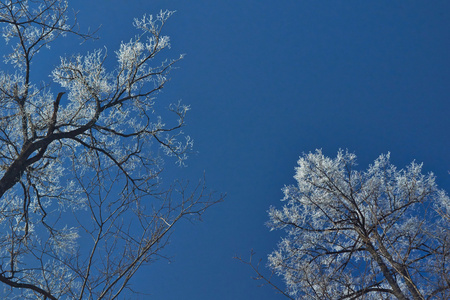 冬天的天空, 树被霜覆盖