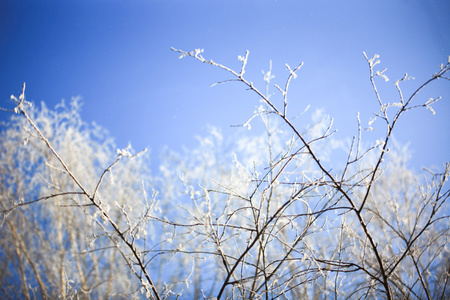 在春天的白桦树枝在冬天阳光灿烂的日子,对雪的白桦树枝清除冬季蓝天