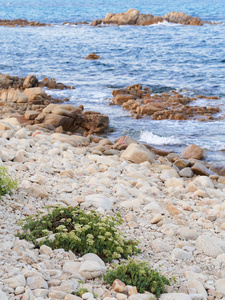 景观的海湾地区的 orosei 撒丁岛 cala ginepro 海滩我