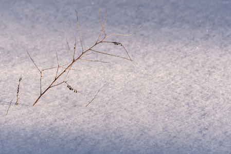 乾草场雪