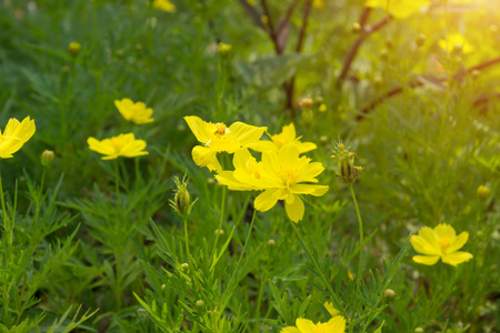 波斯菊