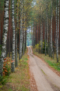 公路穿过秋天的森林