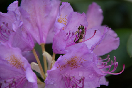 蜜蜂在花