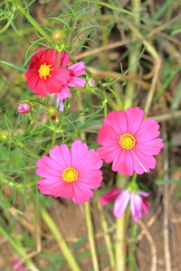 花园里的粉色波斯菊花海