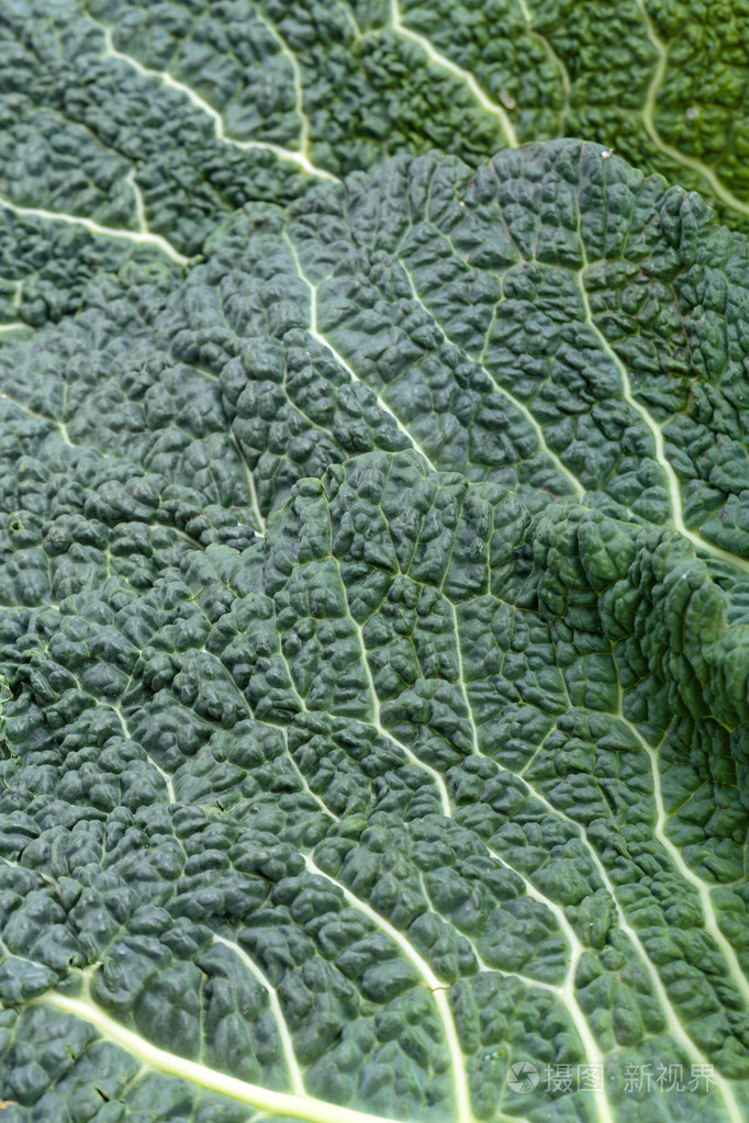 新鲜开胃菜白菜叶作为纹理