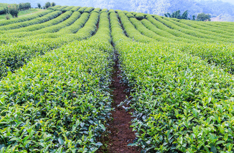 绿茶叶种植园景观