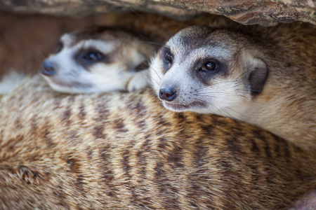 组的海岛猫鼬 Suricata suricatta 睡下的木材