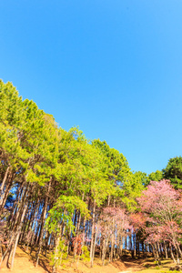 野生喜马拉雅山樱桃春天开花