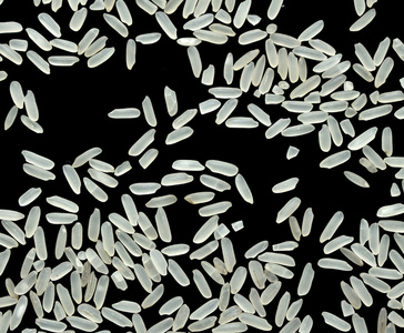 水稻籽粒的背景