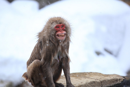 生气的猴子照片