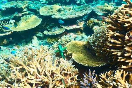 在马尔代夫珊瑚礁