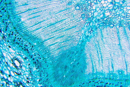 显微镜下观察植物细胞图片