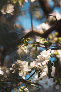 苹果树开花