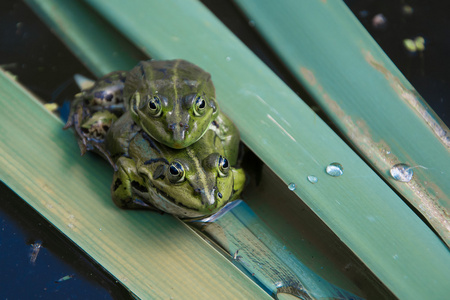 两只青蛙抱在一起图片图片
