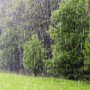 在域和目录林中雨