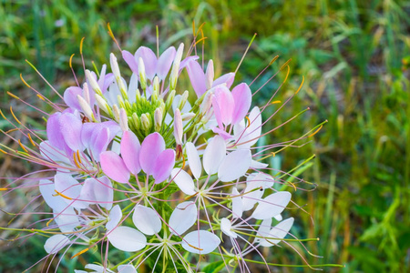 蜘蛛花