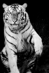 老虎的肖像