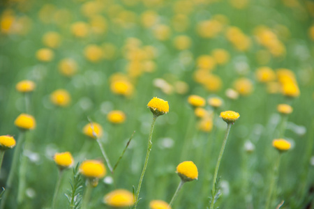 洋甘菊花