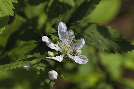 野生锯齿黑莓花悬钩子属植物 argutus 3