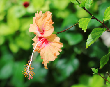 宏拍摄的明亮芙蓉花