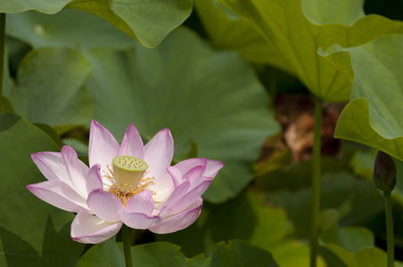 莲花盛开